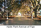 Hyde Park's avenue of the figs
